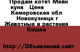 Продам котят Мейн-куна › Цена ­ 10 000 - Кемеровская обл., Новокузнецк г. Животные и растения » Кошки   